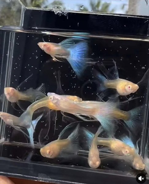 Blue Topaz Guppy - 2 breeding Pair