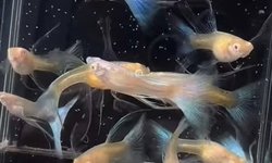 Blue Topaz Guppy - 2 breeding Pair