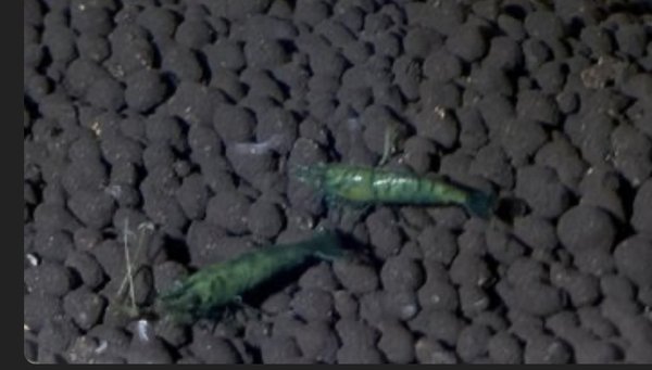 Neocaridina Green Jade Shrimps (7)