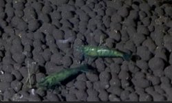 Neocaridina Green Jade Shrimps (7)