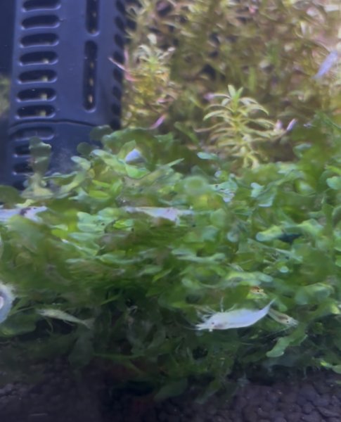 Neocaridina Snowball Shrimps (8)