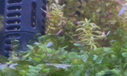 Neocaridina Snowball Shrimps (8)