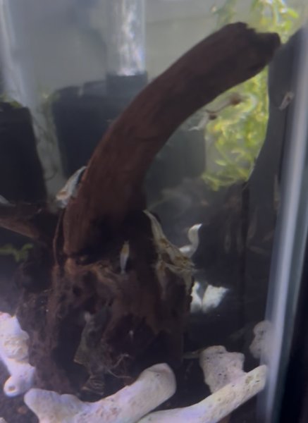 Neocaridina Snowball Shrimps (8)
