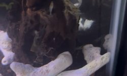 Neocaridina Snowball Shrimps (8)