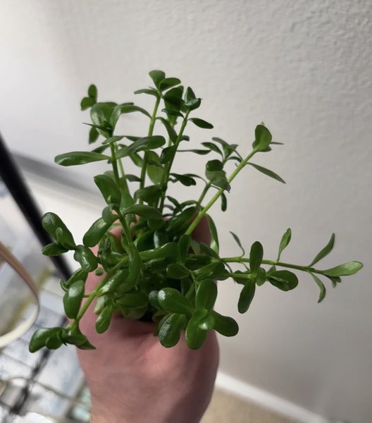 Bacopa Monnieri - 3 stems