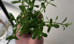 Bacopa Monnieri - 3 stems