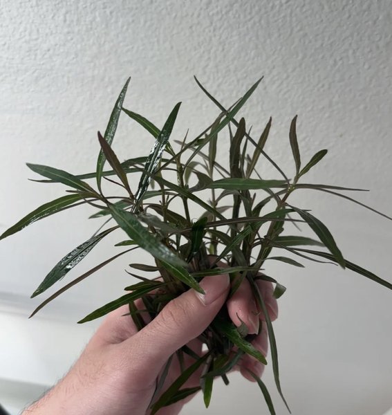 Hudrophila Araguaia
