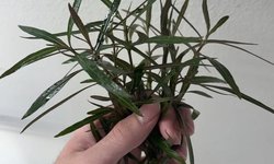 Hudrophila Araguaia