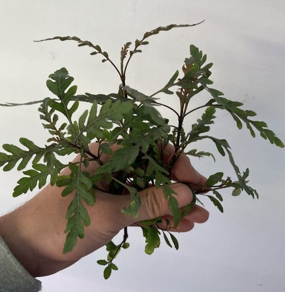 Hydrophila Pinnatifida - 3 stems