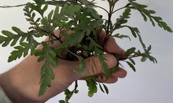 Hydrophila Pinnatifida - 3 stems