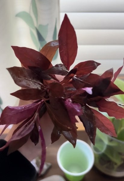 Alternanthera Reineckii Mini - 3 stems