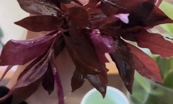 Alternanthera Reineckii Mini - 3 stems