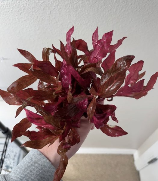 Alternanthera Rosanervig - 3 stems