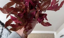 Alternanthera Rosanervig - 3 stems