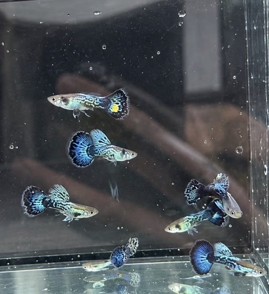 Blue Dragon Guppy - Breeding Pair