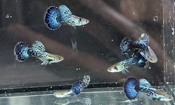 Blue Dragon Guppy  - 2 breeding Pairs