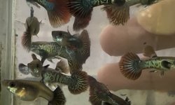 Red Dragon Guppy  - 2 breeding Pairs