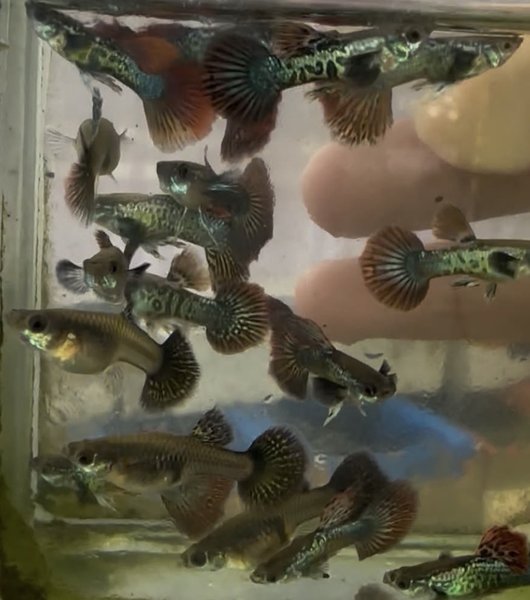 Red Dragon Guppy - 1 Pair
