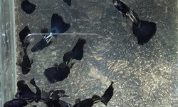 Metalic Black Guppy - 2 breeding Pairs