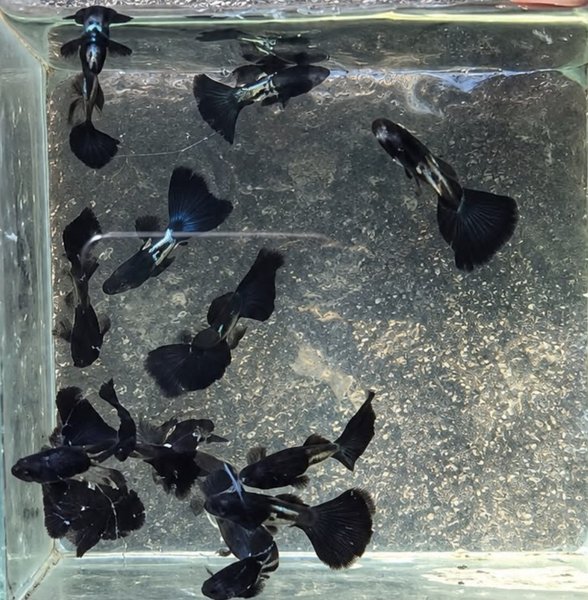 Metalic Black Guppy - 2 breeding Pairs