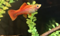 Pineapple swordtail