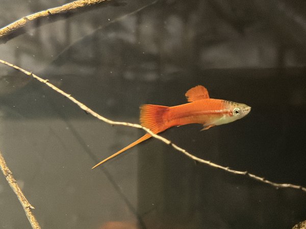 Pineapple swordtail