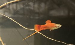 Photo 2 of Pineapple swordtail