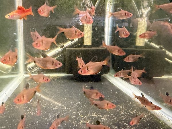 A Serpae tetras from another lot