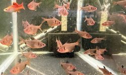 Serpae tetras