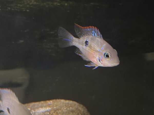 Thorichthys maculipinis
