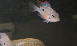 Thorichthys maculipinis