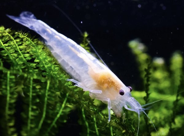 Group of 25 Neocaridina Snowball Shrimps