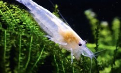 Photo 2 of Group of 25 Neocaridina Snowball Shrimps