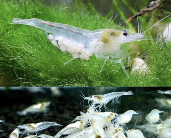 Group of 25 Neocaridina Snowball Shrimps