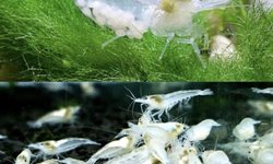 Group of 7 Neocaridina Snowball Shrimps