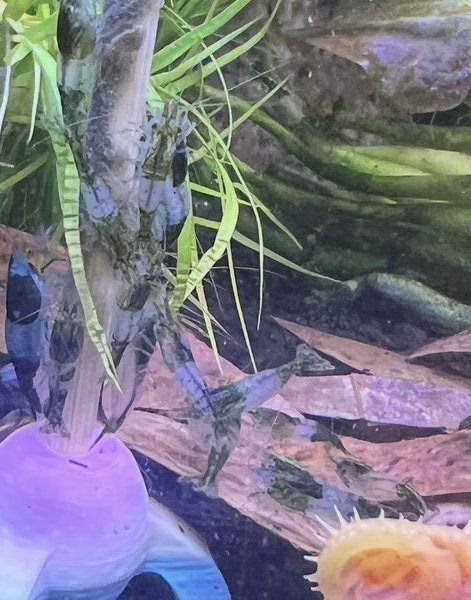 RARE Neocaridina Green Rili (6)
