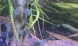 Photo 2 of RARE Neocaridina Green Rili (6)