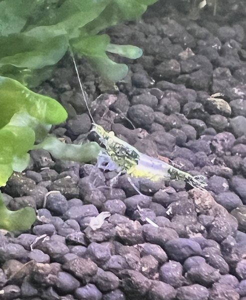 RARE Neocaridina Green Rili (6)