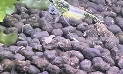 RARE Neocaridina Green Rili (6)