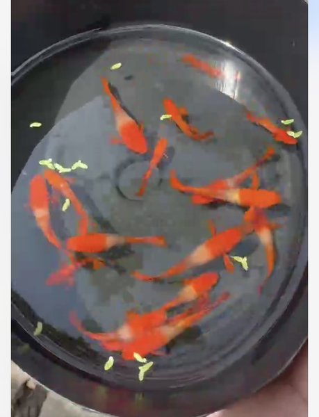 Koi Red Ear breeding Pair