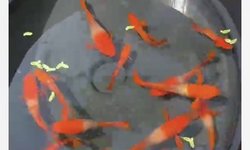 Koi Red Ear breeding Pair