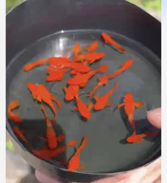 Koi Red Ear (Super Red) breeding Pair