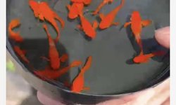 Koi Red Ear (Super Red) breeding Pair