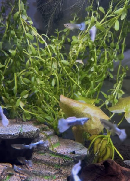 Bacopa Monnieri - 3 Stems