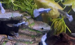 Bacopa Monnieri - 3 Stems