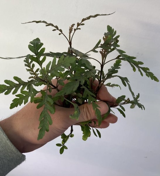 Hydrophila Pinnatifida - 2 Stems