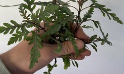 Hydrophila Pinnatifida - 2 Stems