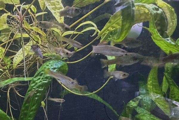 Poecilia gillii 6+ unsexed