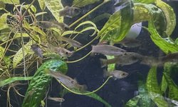 Poecilia gillii 6+ unsexed