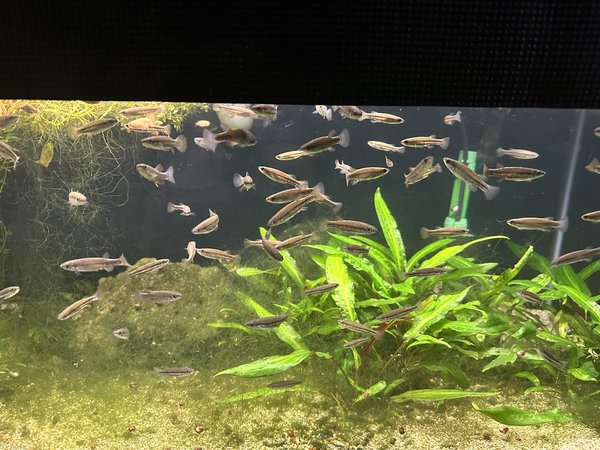 Ataeniobius toweri 6 unsexed